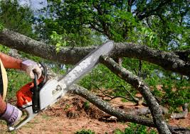 Best Tree Maintenance Programs  in The Homesteads, TX