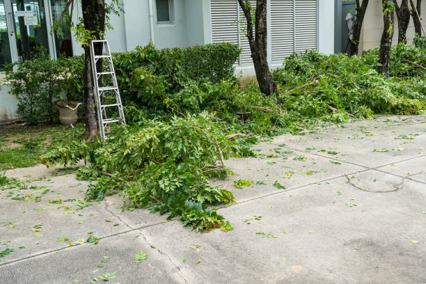 Best Seasonal Cleanup (Spring/Fall)  in The Homesteads, TX